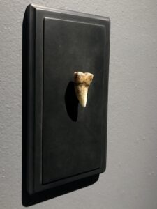 Tusk Study for Ontological Catastrophe #1 (Tooth)